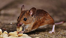 24 Hour & Emergency Exterminators in Capon Bridge, WV